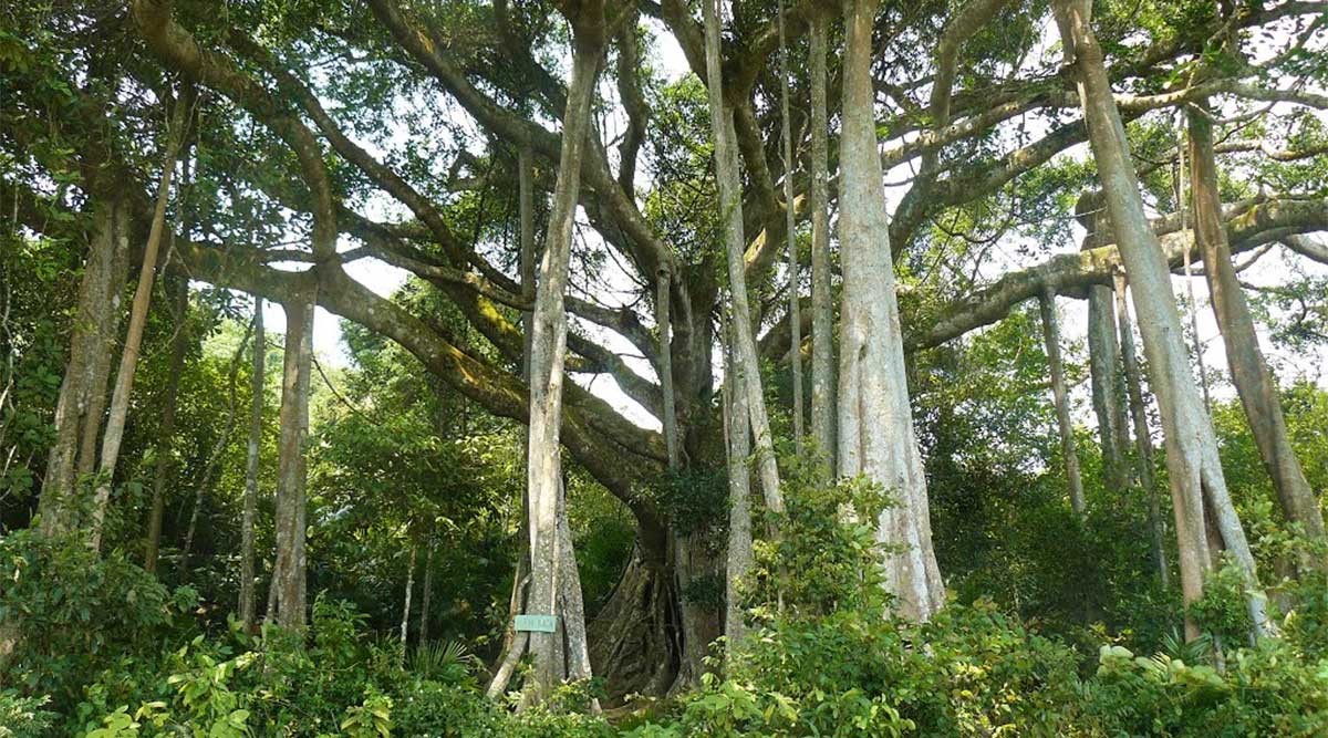 duizend jaar oude boom op Son Tra