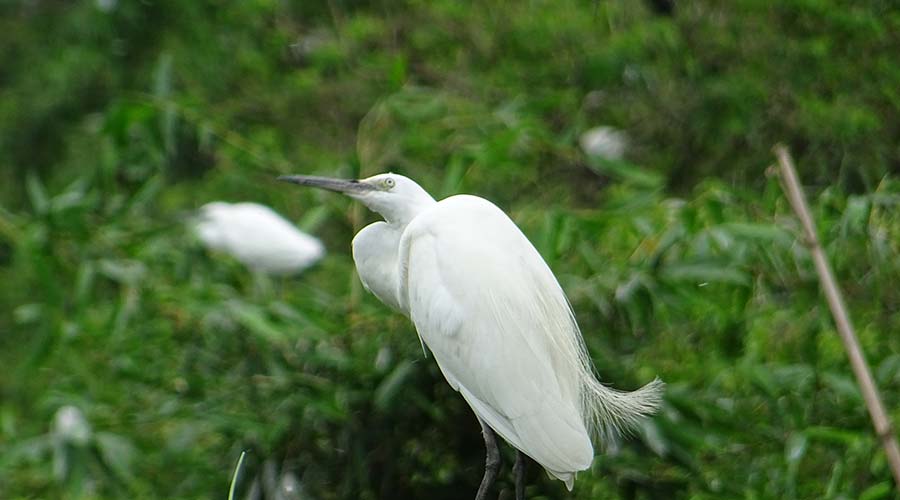 Bang Lang stork garden