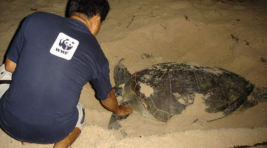 Con Dao schildpadden