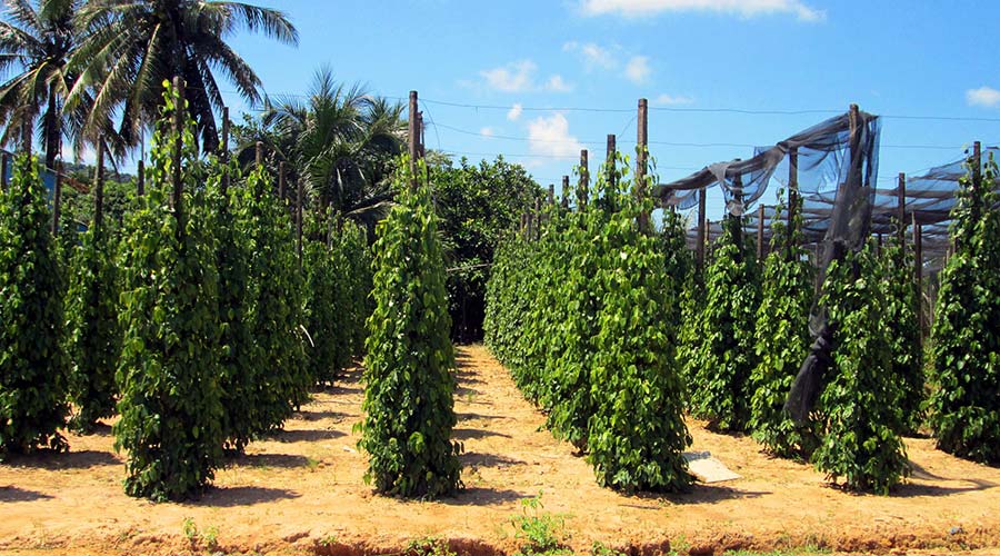Peper plantage Phu Quoc