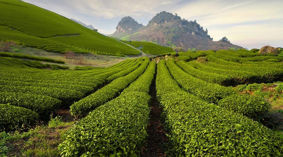thee heuvels en plantages in Moc Chau