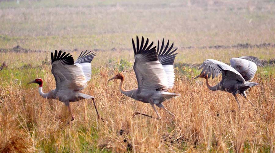 Tram Chim National Park