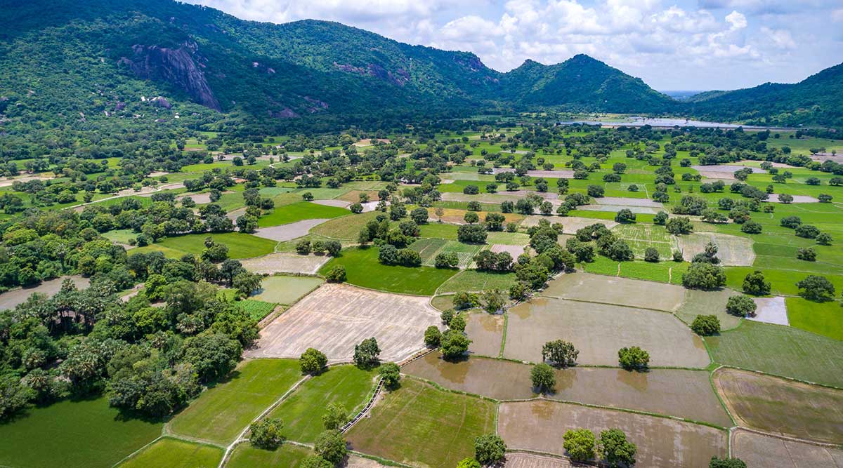 An Giang Mekong Delta rijstvelden