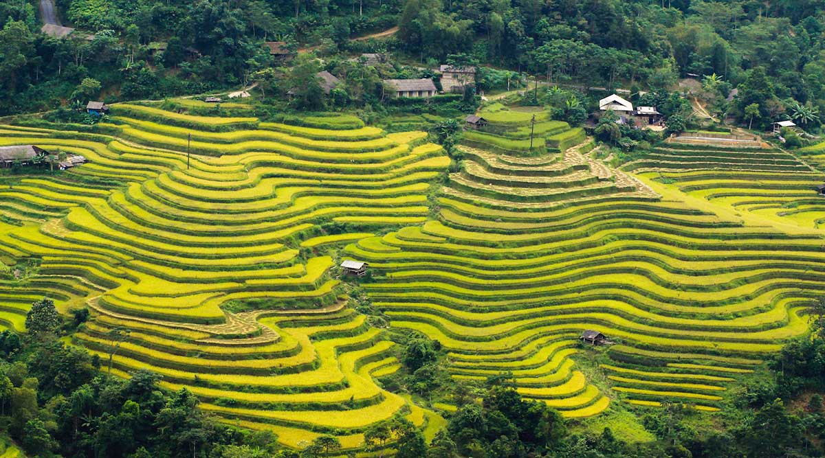 Hoang Su Phi rijstvelden Ha Giang