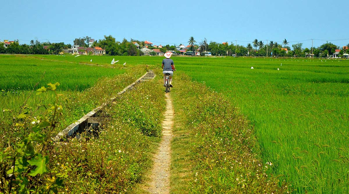 Hoi An rijstvelden