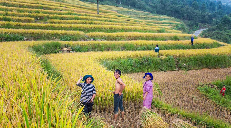 oogstseizoen rijstvelden Vietnam