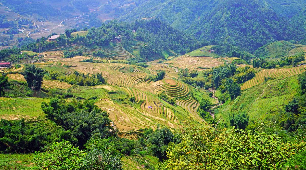 Sapa rijstvelden