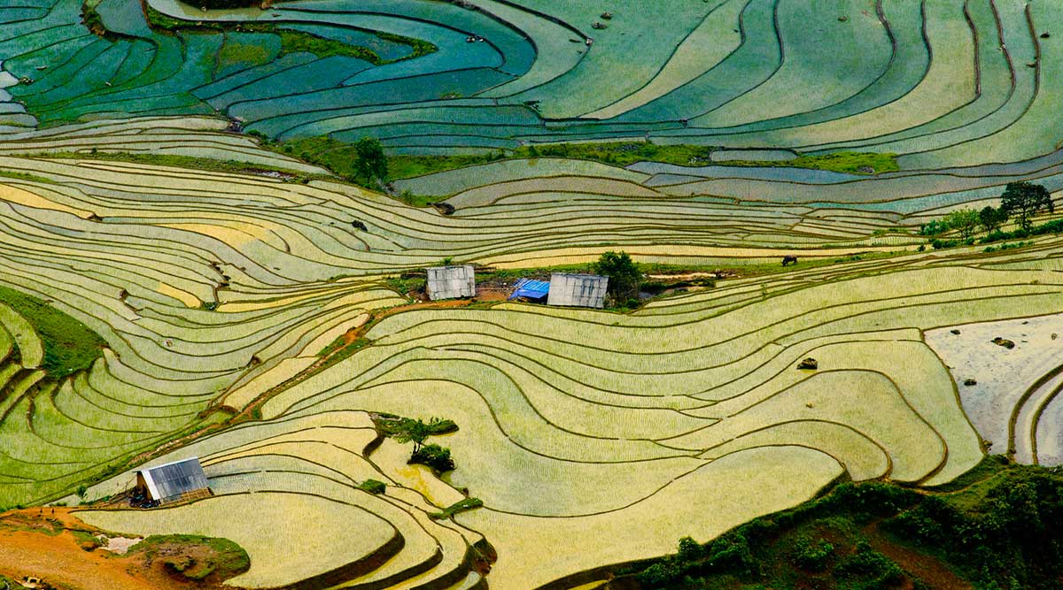 Vietnam beste seizoen voor rijstvelden