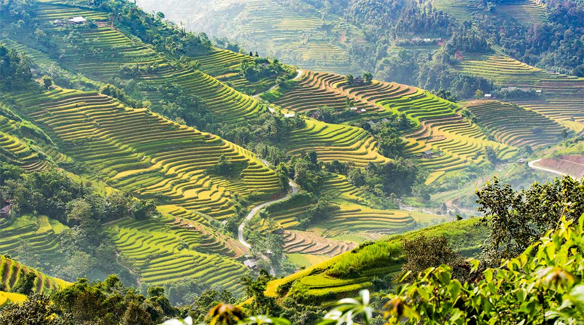 Ban Luoc rijstvelden