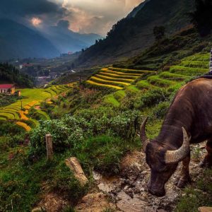 Cat Cat village in Sapa