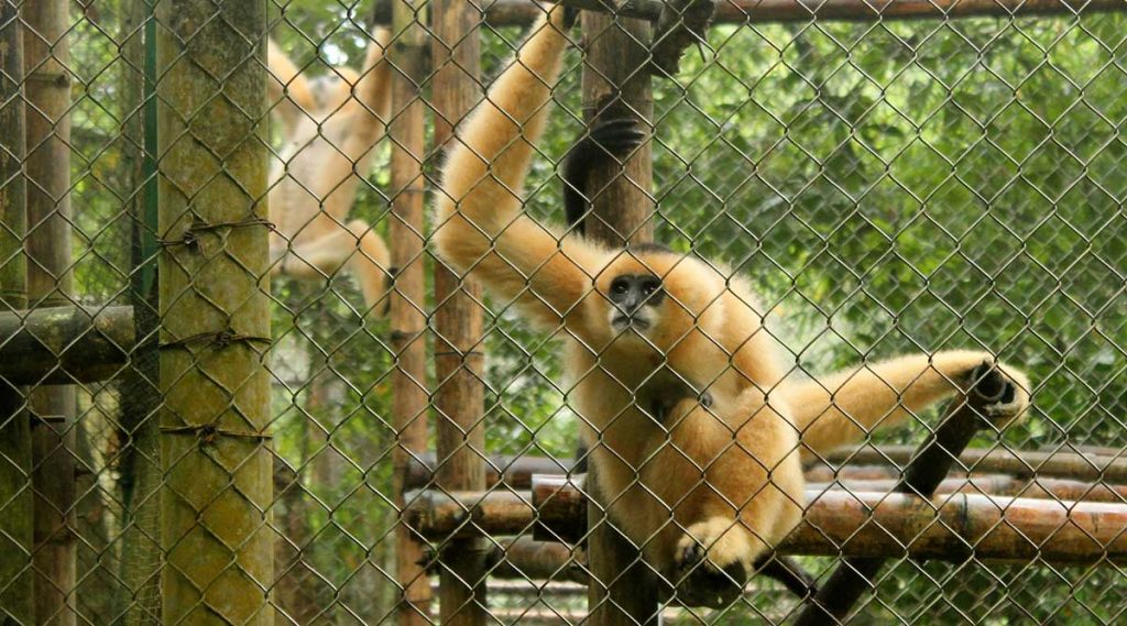 Endangered Primate Rescue Center