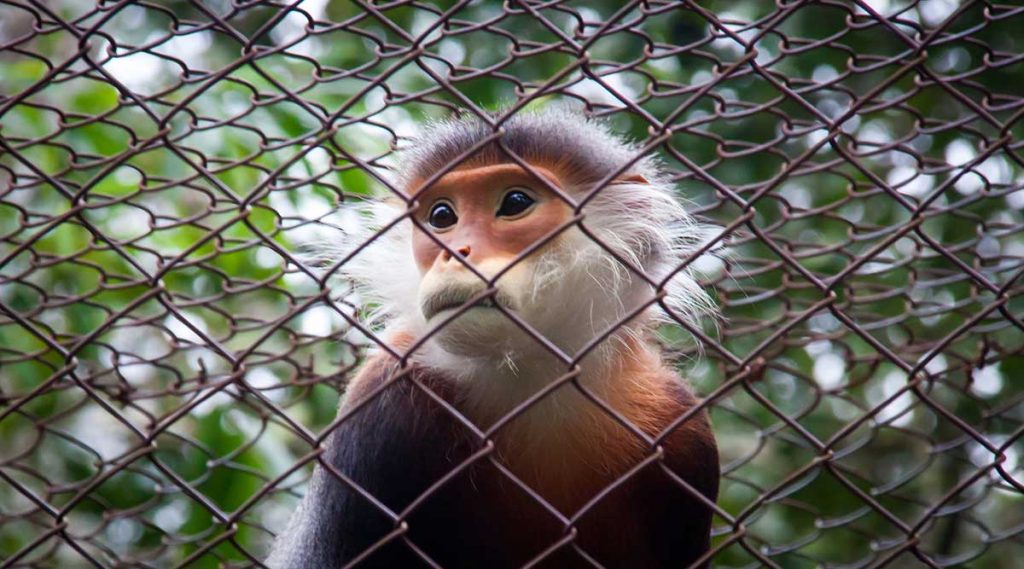 Endangered Primate Rescue Center