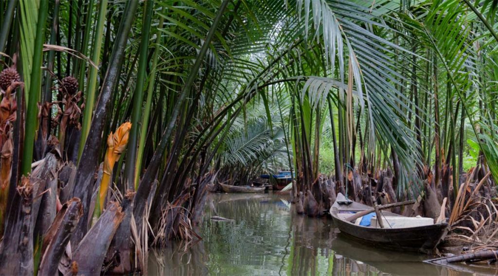 Bay May Coconut Forest kokosnoten bos in Hoi An