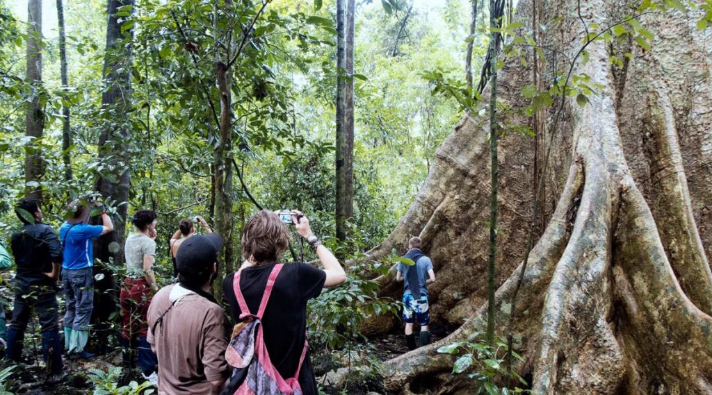 grote bomen in Cat Tien National Park