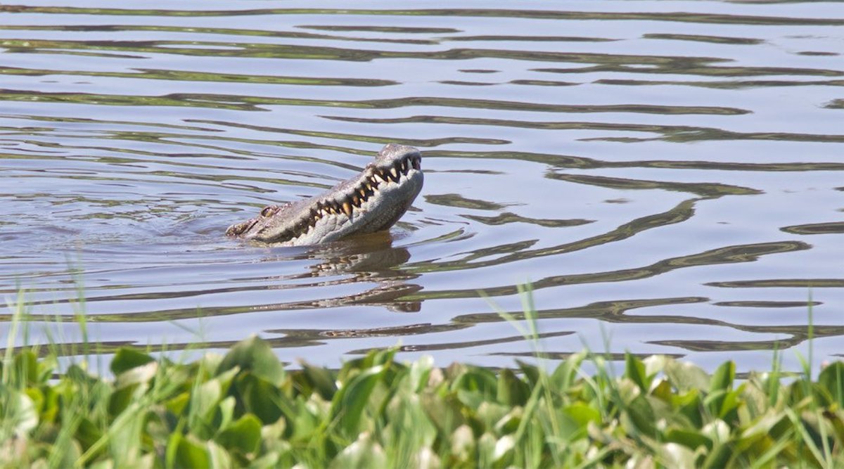 krokodil in Cat Tien