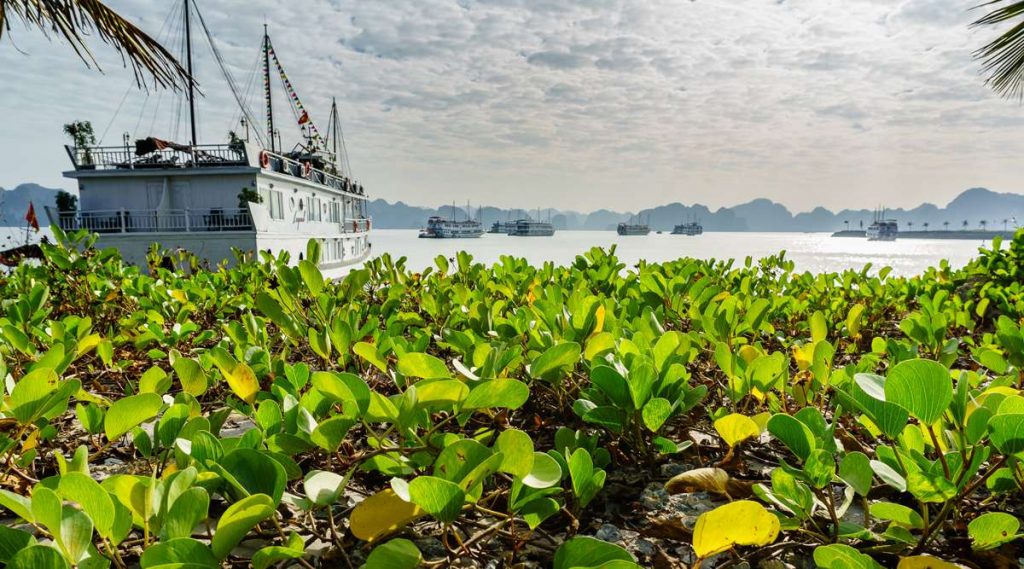 Tuan Chau cruise haven van Halong Bay