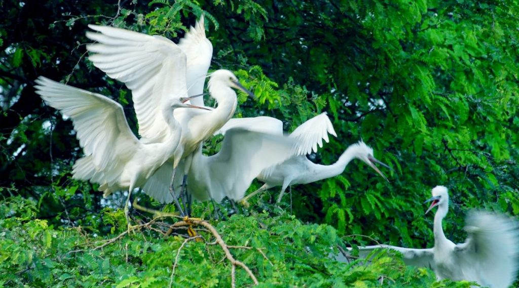 Vam Ho vogelreservaat in Ben Tre