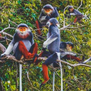 Cuc Phuong nationaal park