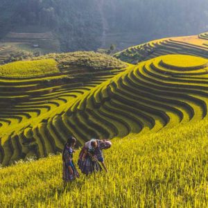 Mu Cang Chai tour