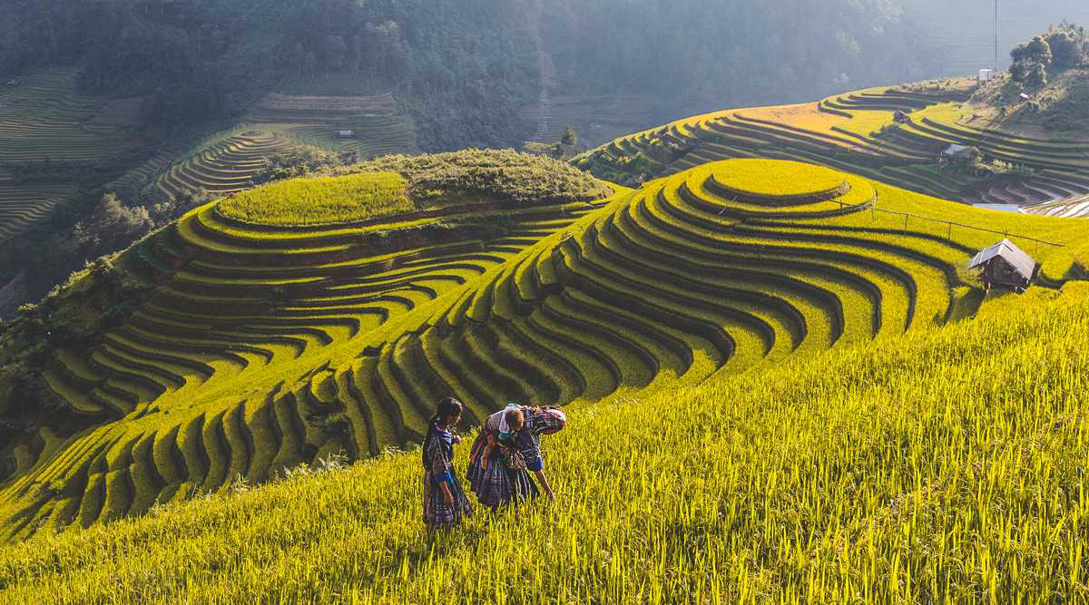 Mu Cang Chai tour