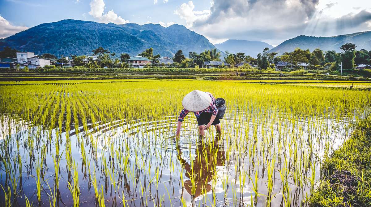 Mu Cang Chai tour