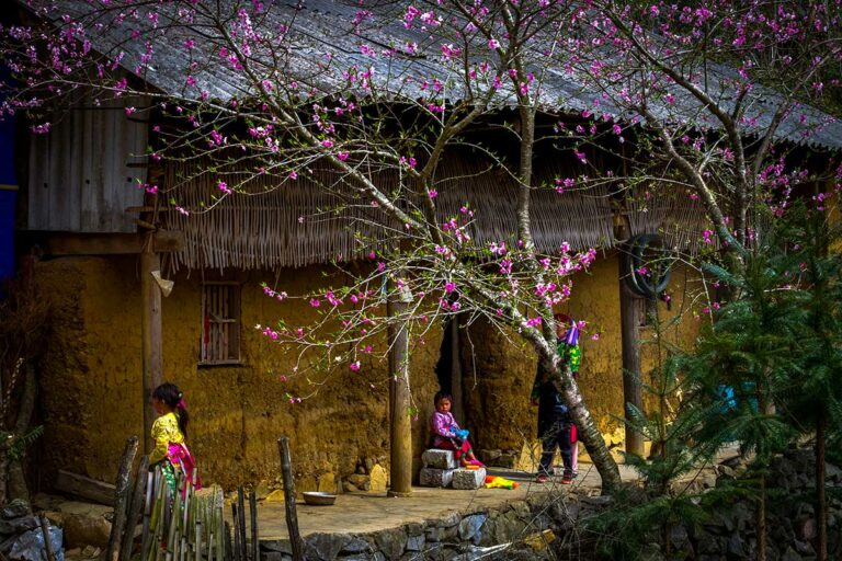 Lemen huis in Sung La Valley met roze bloesembomen en Hmong-kinderen voor de deur.