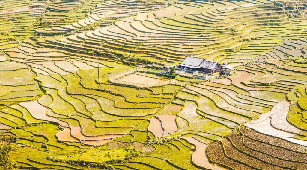 1 dag rijstterrassen trekking Sapa