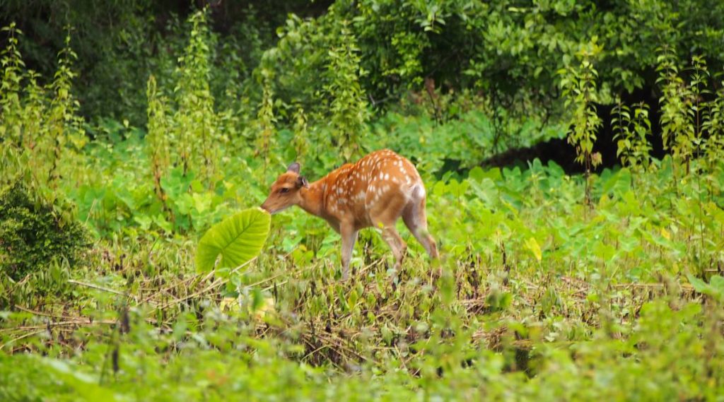 Cat Ba Nationaal Park