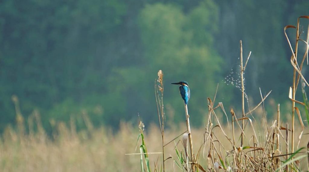 ijsvogel in Ninh Binh