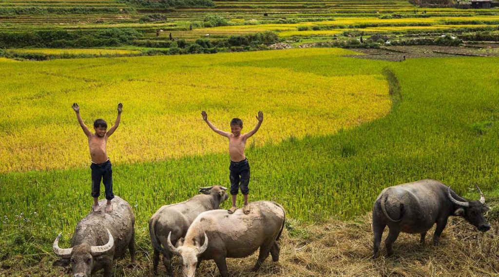 Mu Cang Chai