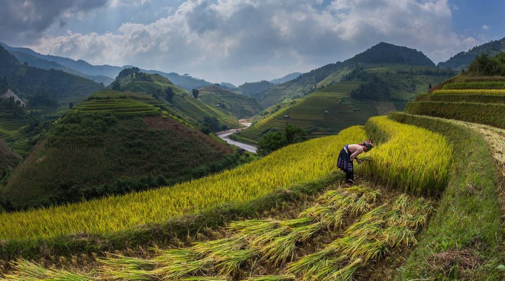Mu Cang Chai