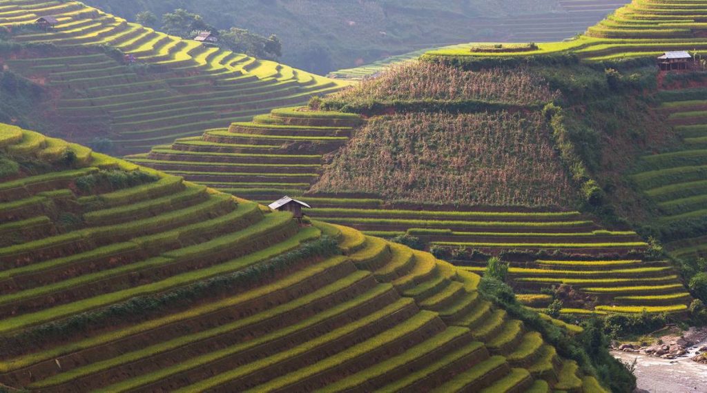 Mu Cang Chai