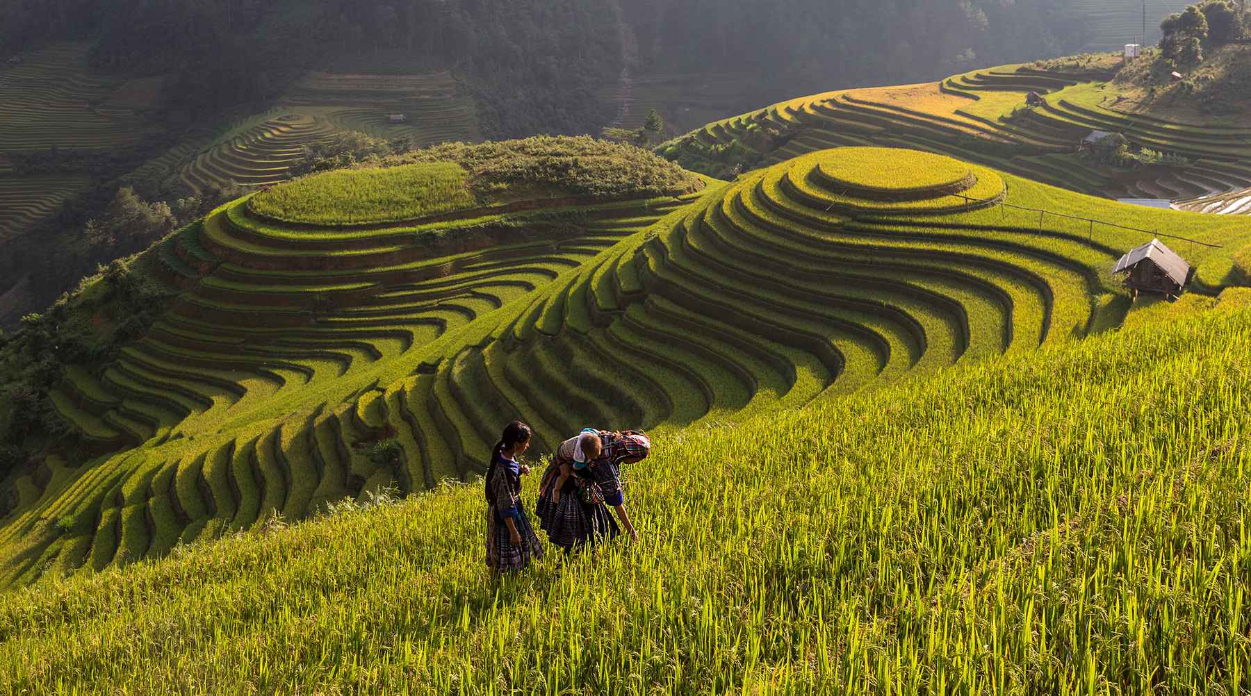 Mu Cang Chai