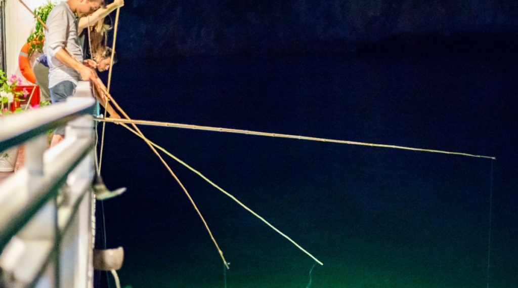 Swan cruise Bai Tu Long Bay