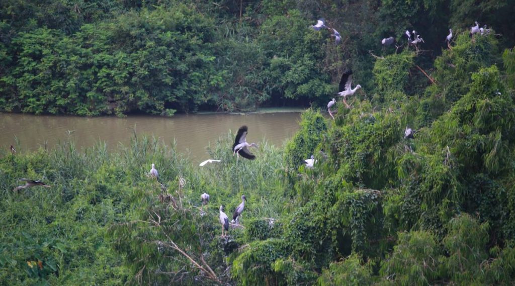 Thung Nham park beste tijd om vogels te spotten