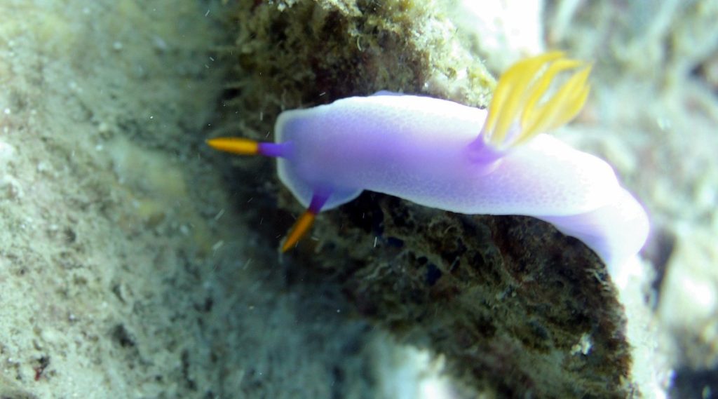 duiken Whale Island Nha Trang