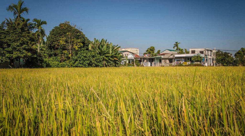 Hoi An platteland