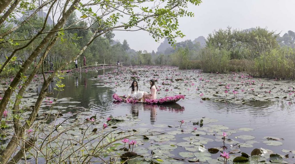 Yen Rivier waterlelies