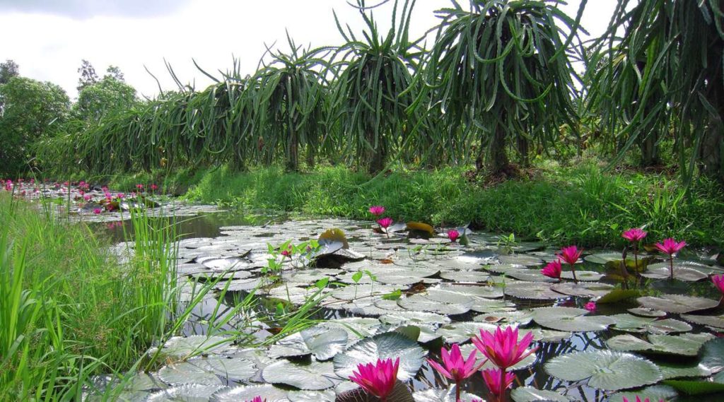 fruitboomgaarden Can Tho