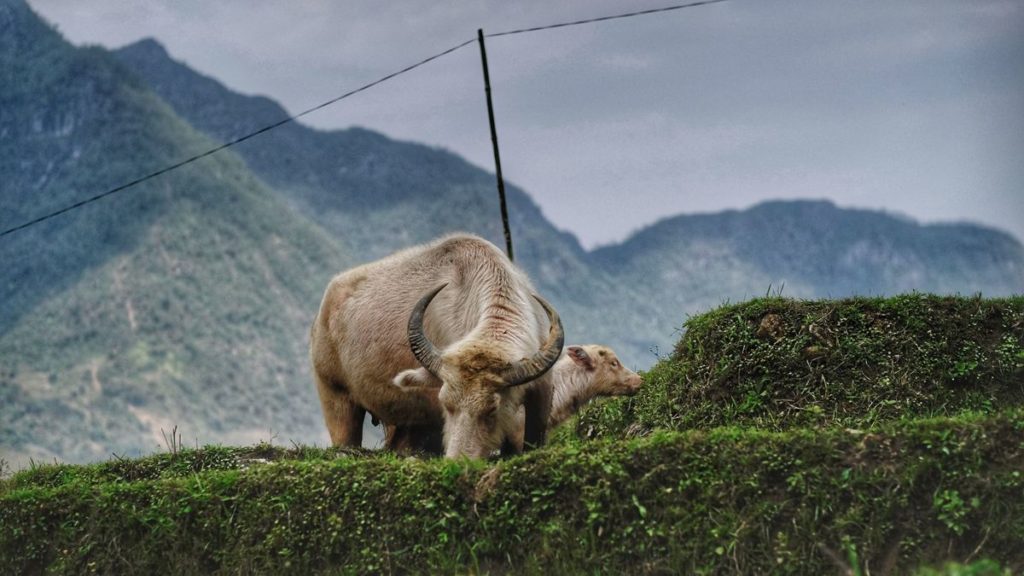 Ta Van trekking Sapa