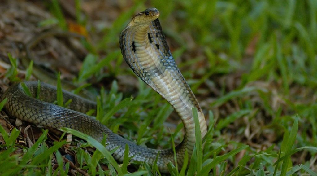 Dong Tam slangenboerderij