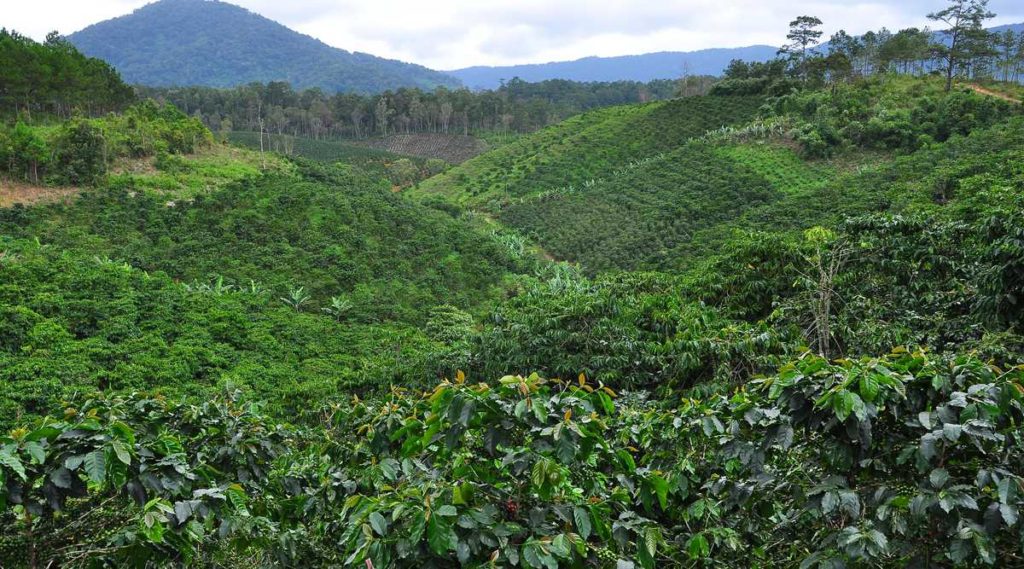 koffieplantage Vietnam