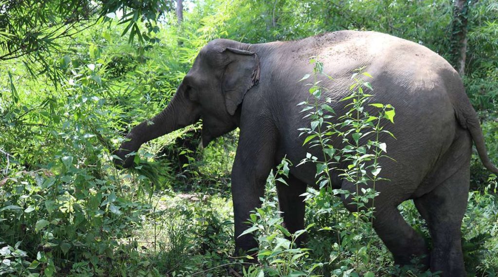 olifanten in Vietnam