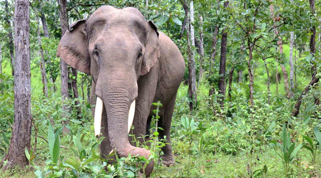 Olifanten in Yok Don nationaal park