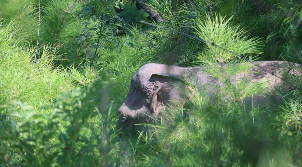 olifanten in Yok Don nationaal park