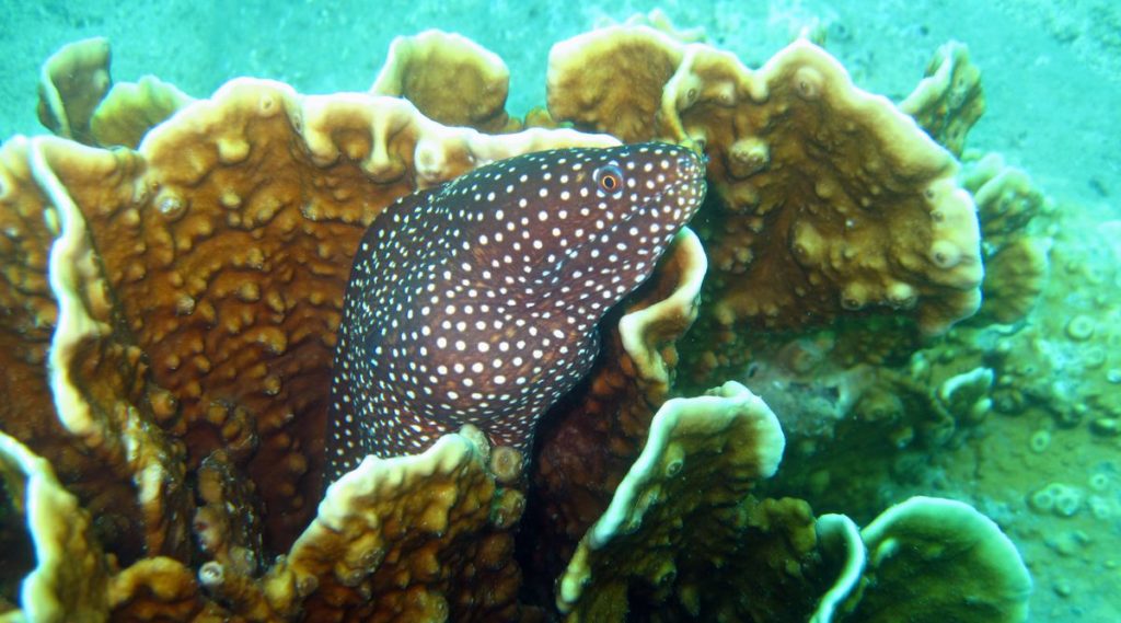 duiken in Nha Trang