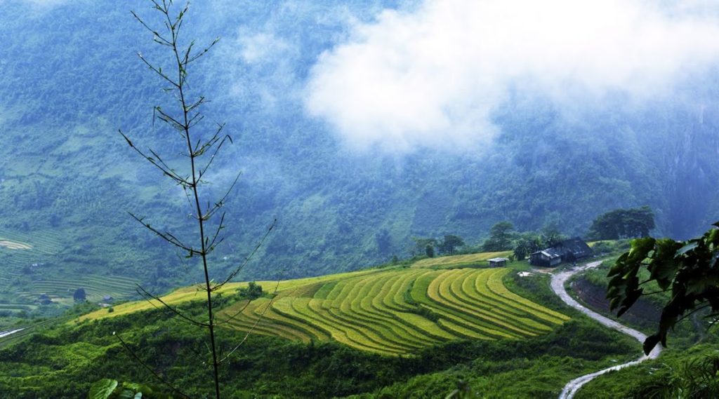 Ban Ho rijstvelden in Sapa