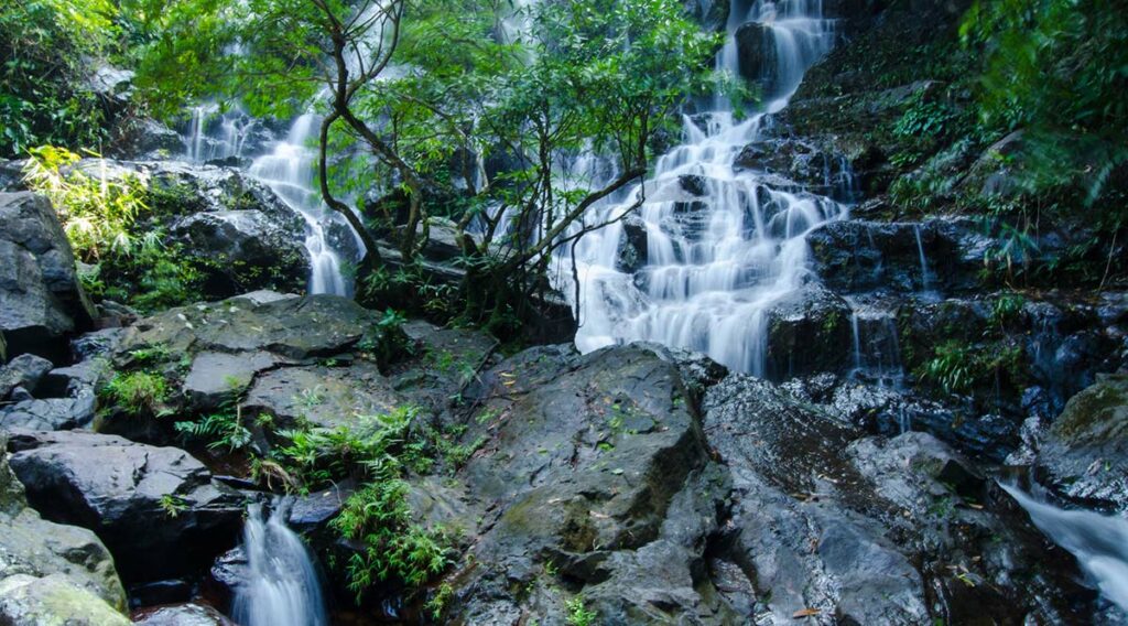 Botanische tuinen Phong Nha