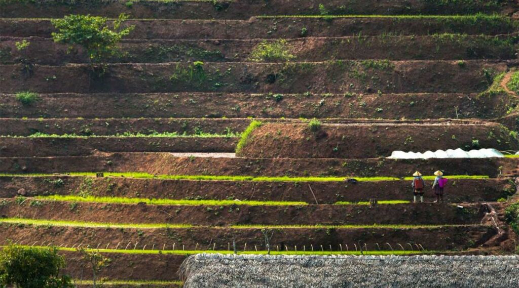 Mai Chau terrasvormige rijstvelden