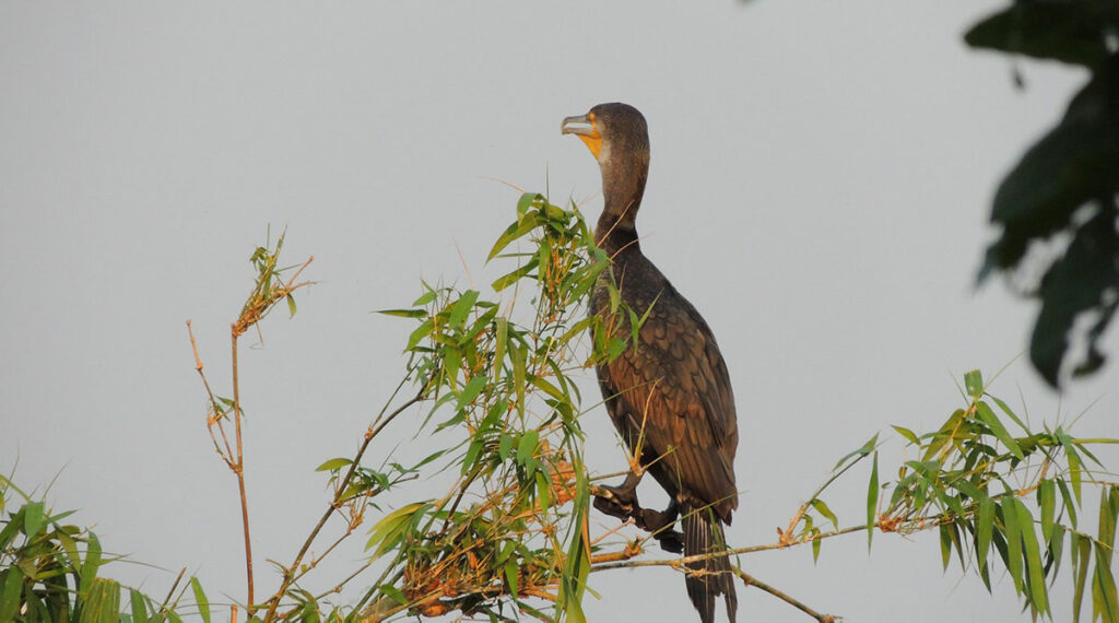 Bang Lang ooievaar Mekong Delta